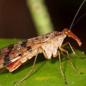 thumbnail for publication: Florida Scorpionfly, Panorpa floridana Byers (Insecta: Mecoptera: Panorpidae)